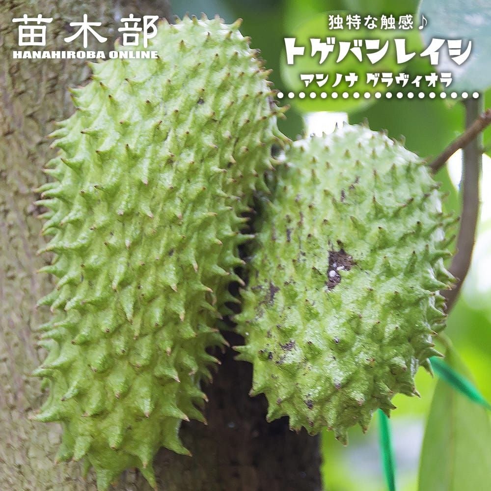 アンノナ(アテモヤ、チェリモヤなど) | 苗木部 本店 By 花ひろばオンライン