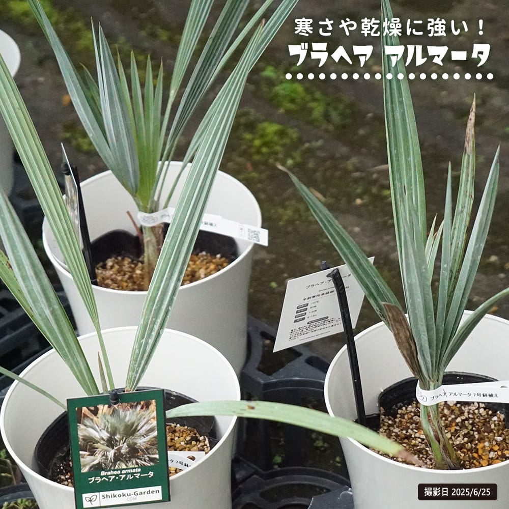 ヤシ チャメロプス フミリス セリフェラ 苗 通販 苗木部 By 花ひろば