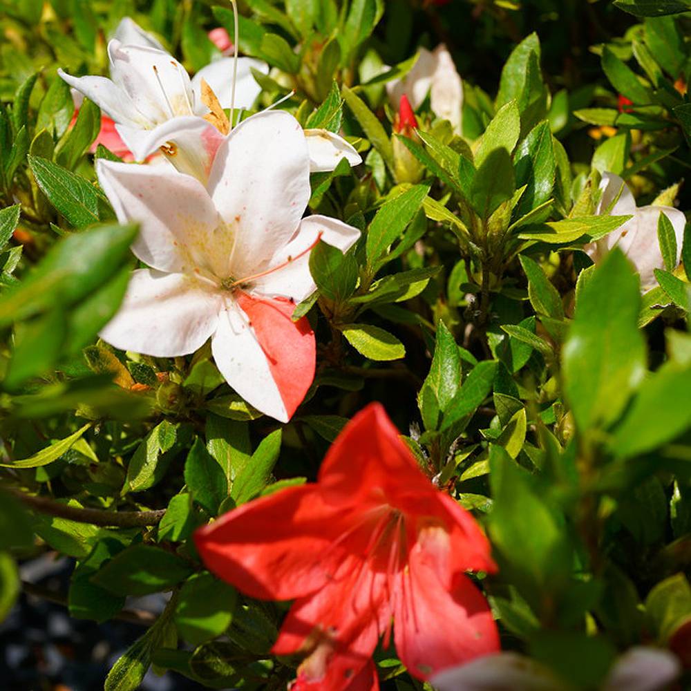 000000036941-06.jpg?size=l&w=