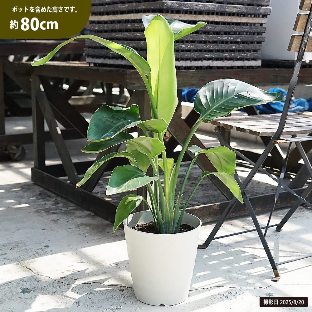 ストレリチア オーガスタ 苗 通販 苗木部 By 花ひろばオンライン