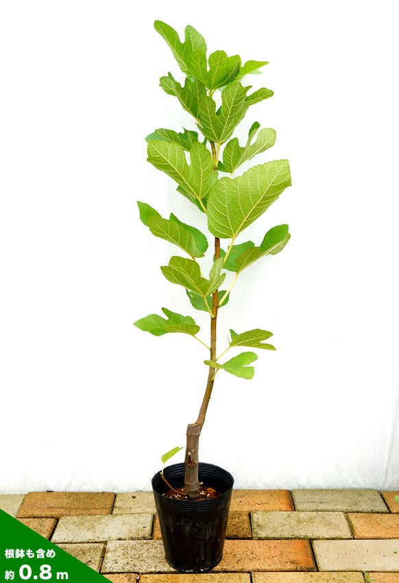 000000038839-03.jpg?size=l&w=