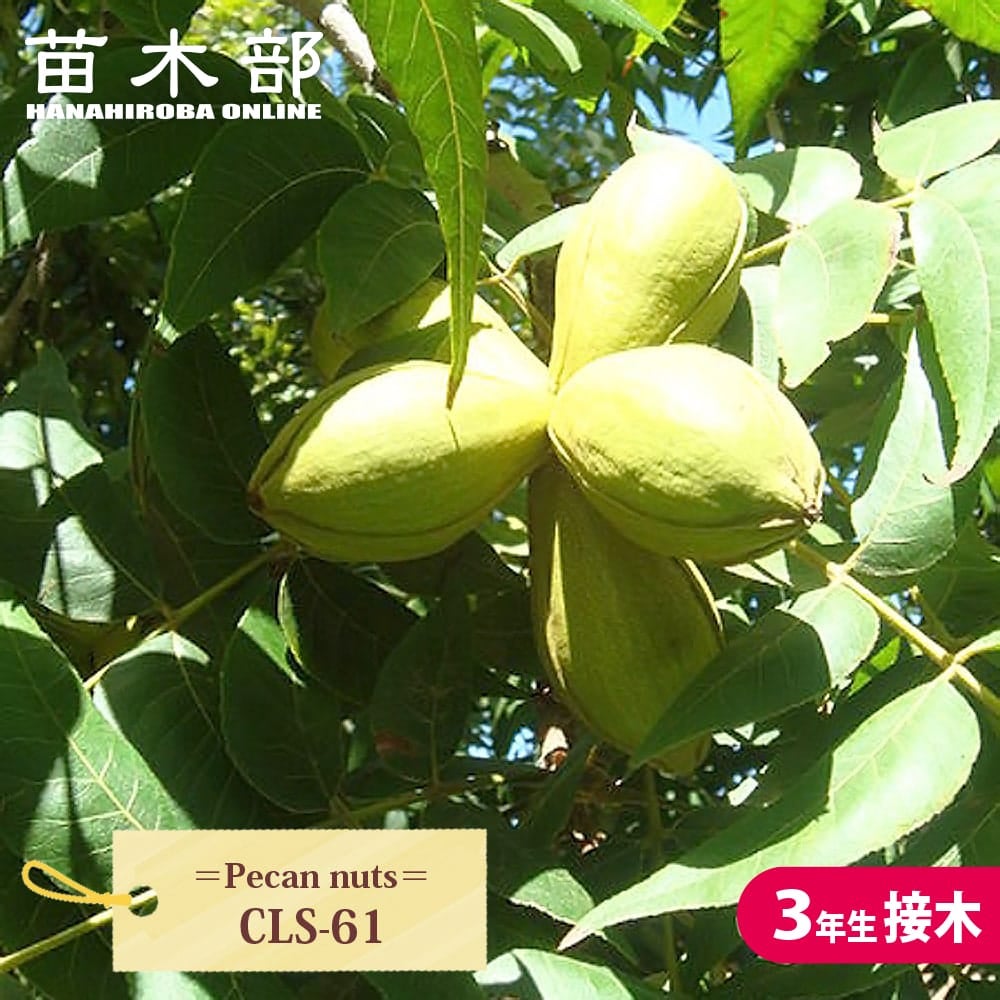 ペカンナッツ ウィチタ 苗 販売 苗木部 By 花ひろばオンライン
