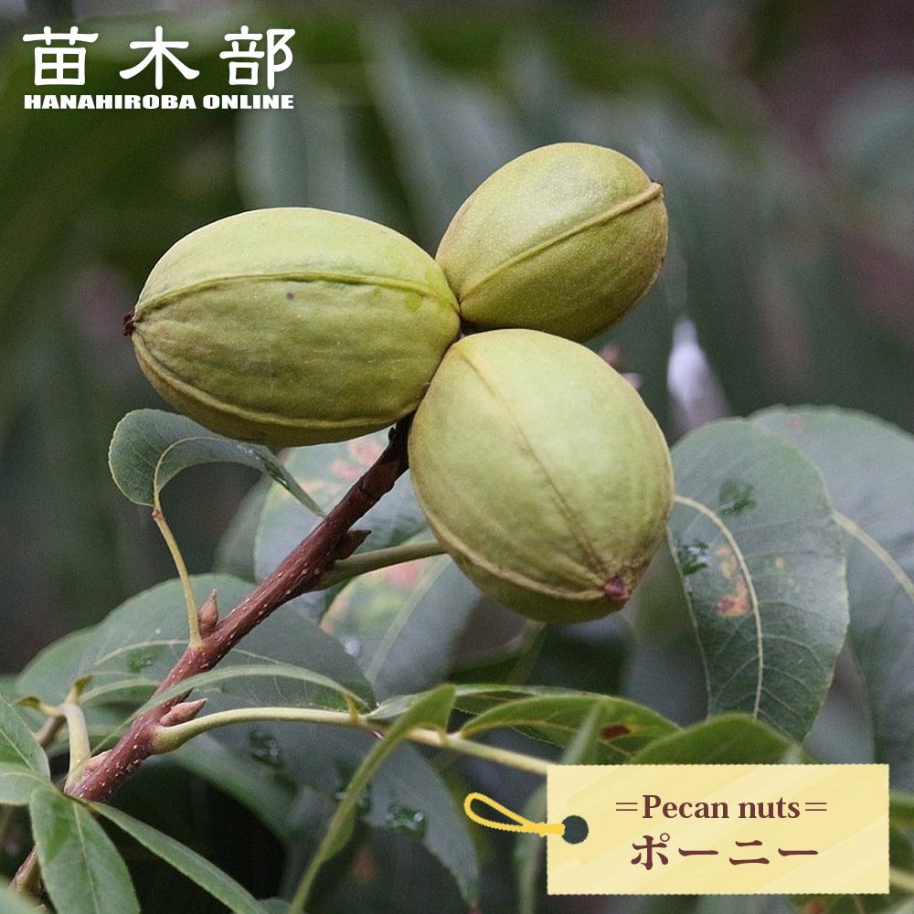ピーカンナッツ 接木地堀苗 ケープフェア ピーカンナッツ た接木地堀苗