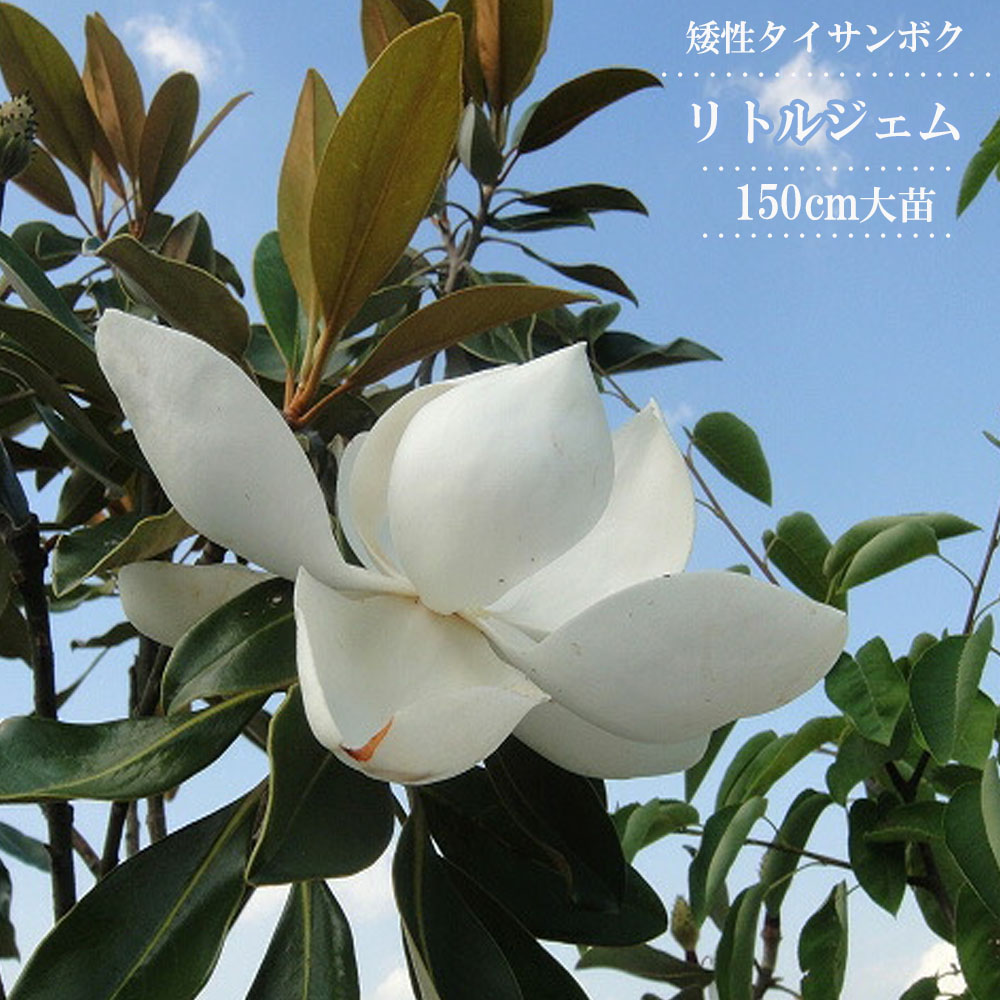 6. ケイパレス マグノリア 泰山木 タイサンボク 苗 苗木 小型品種 38