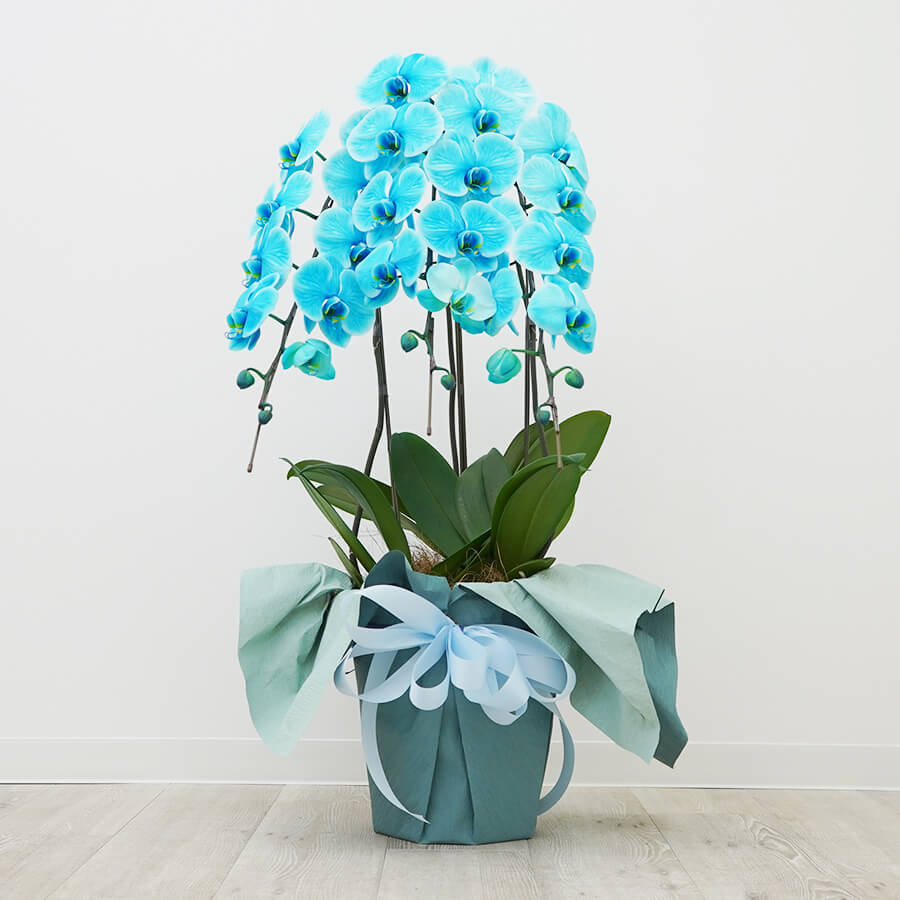 胡蝶蘭 生花 青 / 鉢 ノーマル 青 - 京都で胡蝶蘭と西陣織融合させた