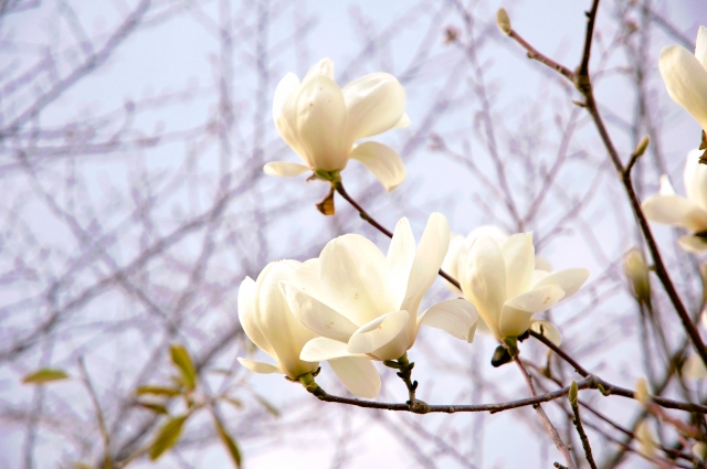 マグノリアって木蓮（モクレン）のこと？モクレンの仲間の違いをお