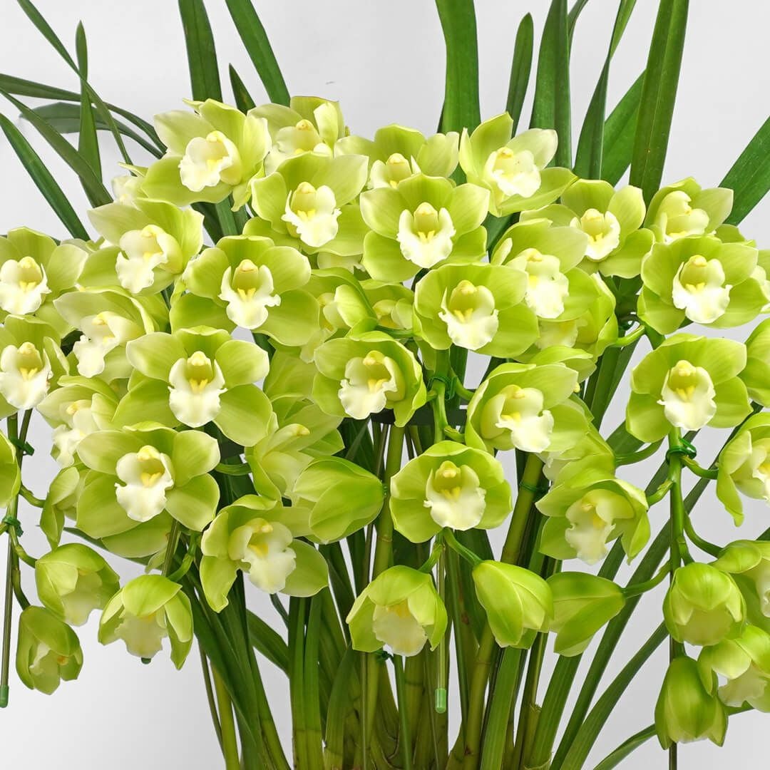 シンビジューム（アーチ型・グリーン・4本立）｜青山花茂本店