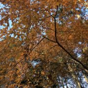 ヤマコウバシ – はなもく散歩