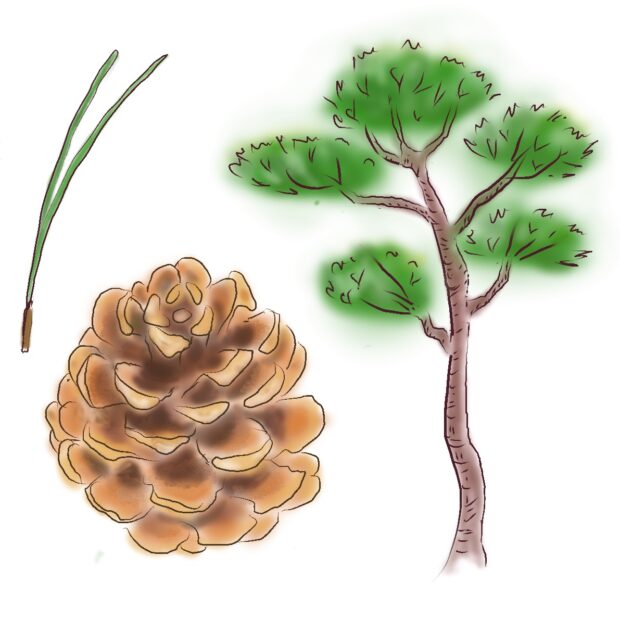 アカマツ – はなもく散歩