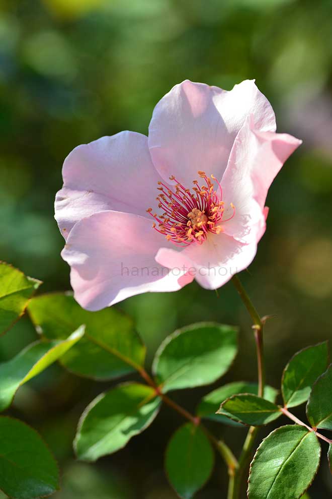 バラ デンティ ベス｜ROSE Dainty Bess｜花の手帖のwebバラ図鑑