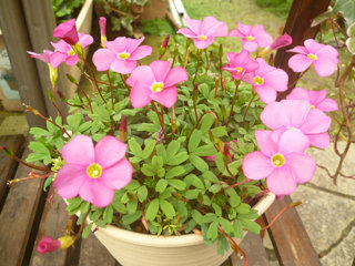 オキザリス 桃の輝き - 【植物図鑑】 花の名前を調べる - hananani.com