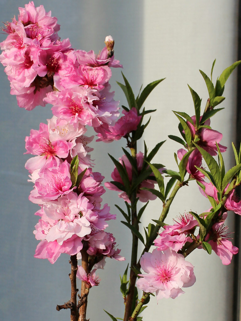 モモ (桃) - 【植物図鑑】 花の名前を調べる - hananani.com