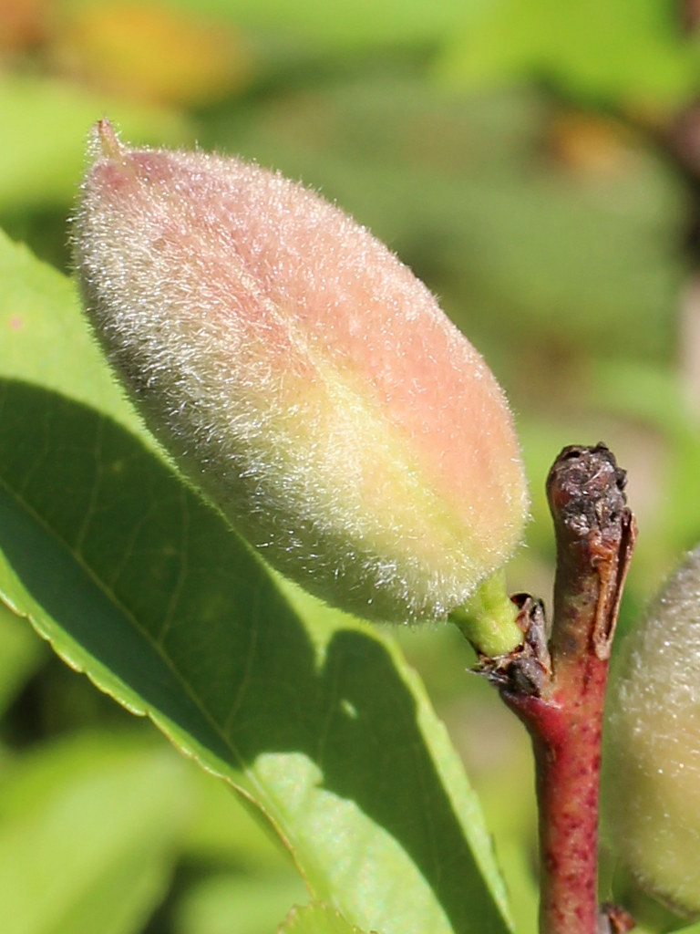 モモ (桃) - 【植物図鑑】 花の名前を調べる - hananani.com