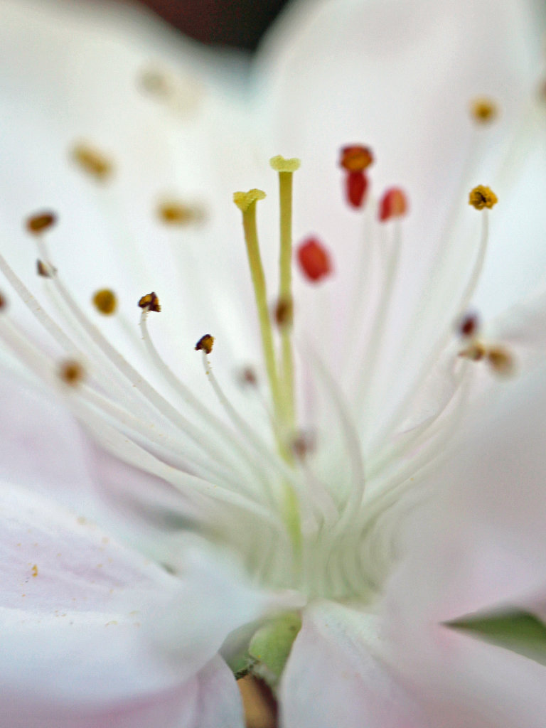 モモ (桃) - 【植物図鑑】 花の名前を調べる - hananani.com