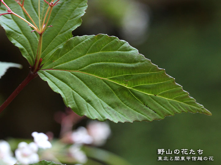 オトコヨウゾメ - 野山の花たち 東北と関東甲信越の花