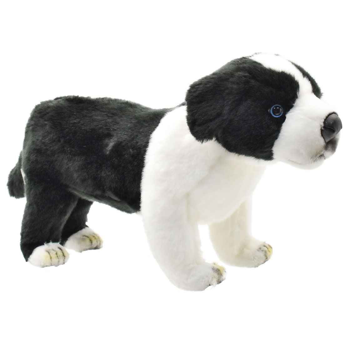 ボーダーコリー(仔) 39 | HANSA