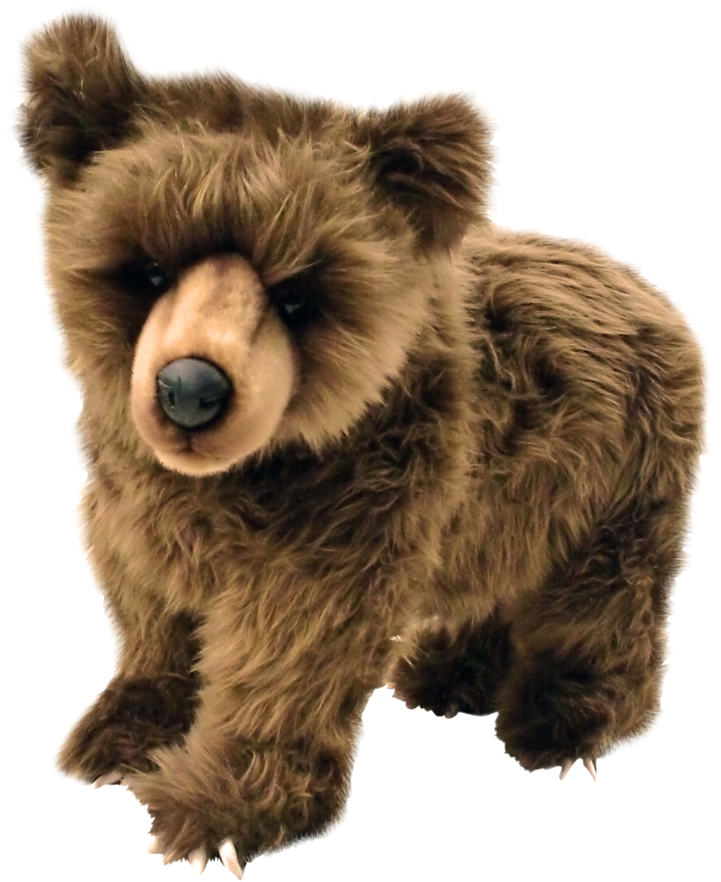 ヒグマ(仔) 60 | HANSA