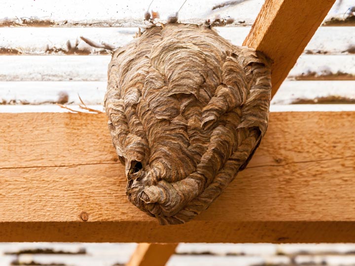 春日部市金崎】スズメバチの巣駆除 | 蜂の巣駆除・ハチ退治3,000円～20