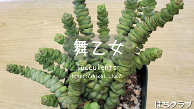 舞乙女 雑な私の育て方【多肉植物】│はちクラブ