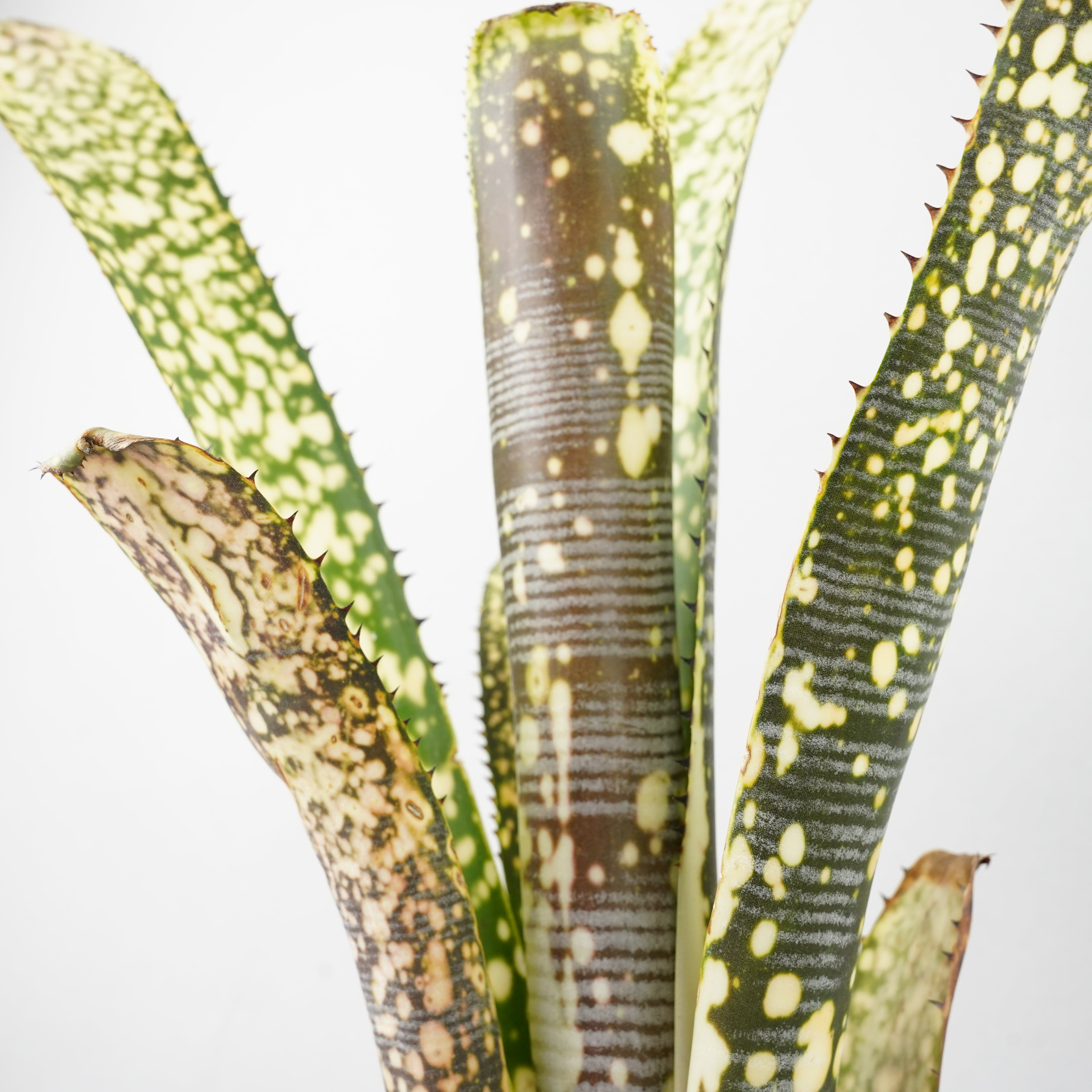 ビルベルギア カルサイト「Billbergia Calcite」/TA0011 – Hachi-8