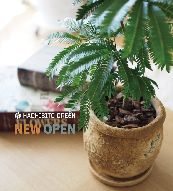 おしゃれな植木鉢をお探しなら！ ガーデニングの専門店 - 鉢人