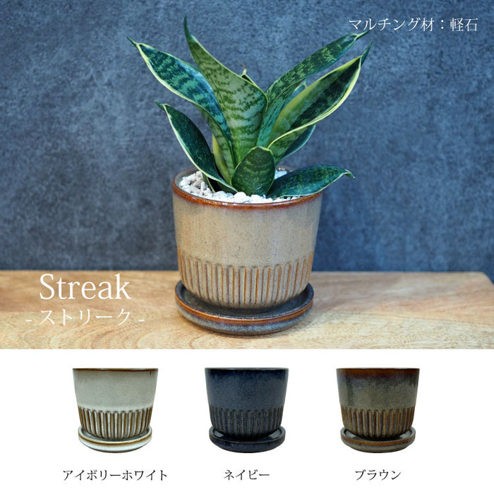 ミニサンスベリア カラーポットアレンジ – 鉢人