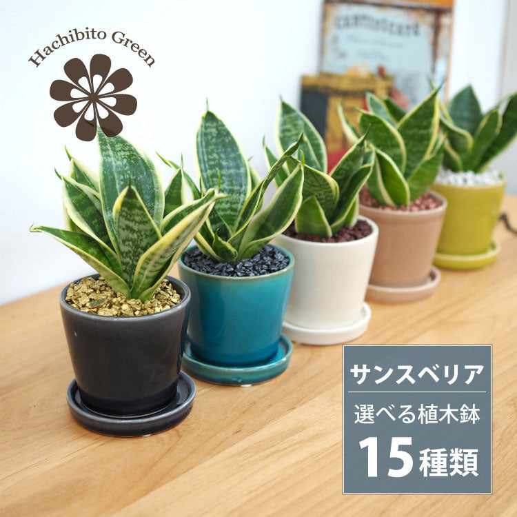 ミニサンスベリア カラーポットアレンジ – 鉢人