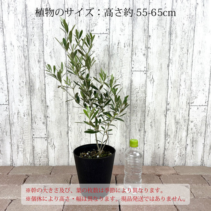 選べる品種 オリーブ 5号 – 鉢人