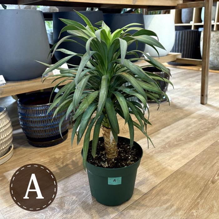 ユッカ デスメティアーナ 5号 – 鉢人