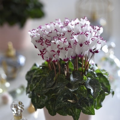 シクラメン アブソリュドゥモレル | 株式会社ハクサン｜花や植物、園芸