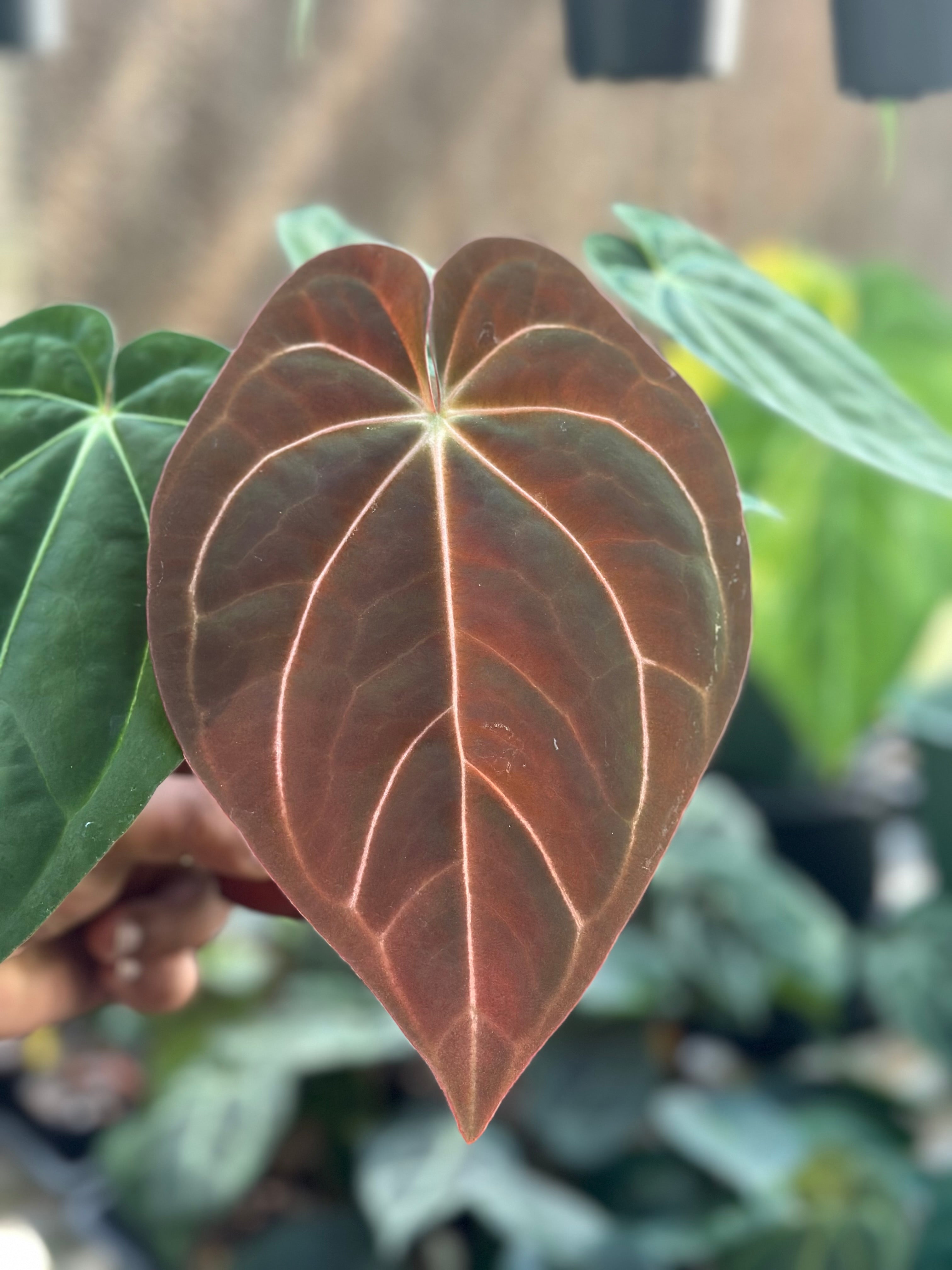 Anthurium Carlablackiae AU1 x Ace of Spades (AOS DF) – HappiestPlants