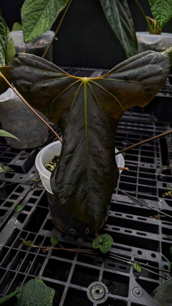 Anthurium Sp Nov DF x BVEP RA1 – HappiestPlants