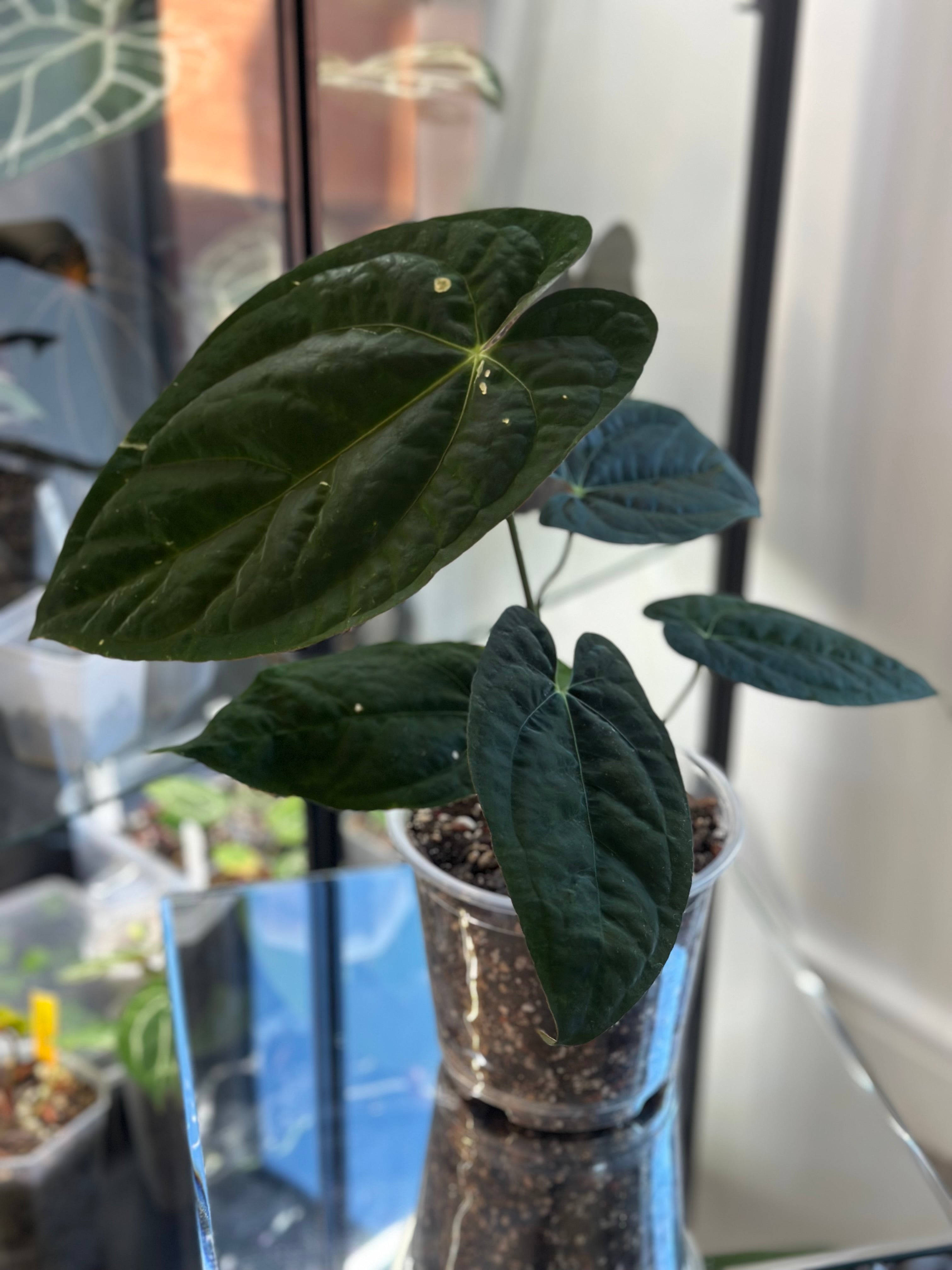 Anthurium Dressleri x Ace of Spades (AOS) – HappiestPlants