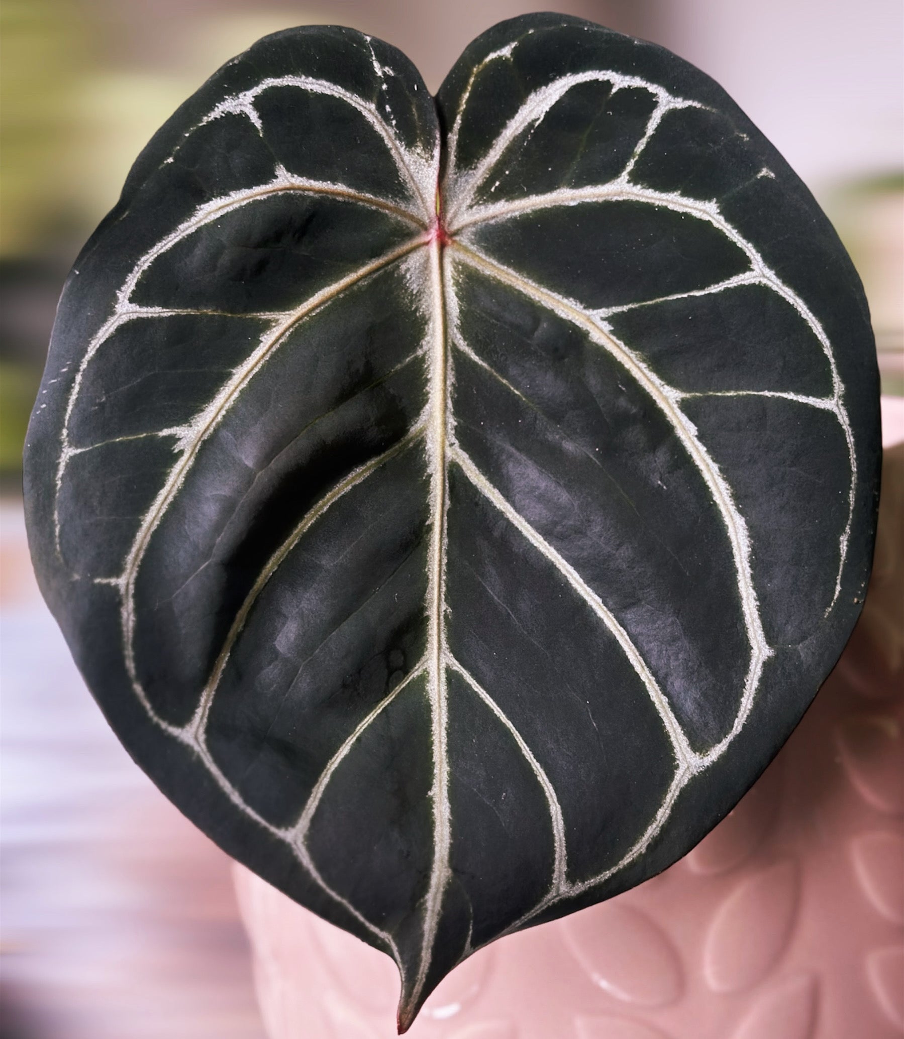 Anthurium King of Spades Regal Beauty | HappiestPlantsbyAMJ