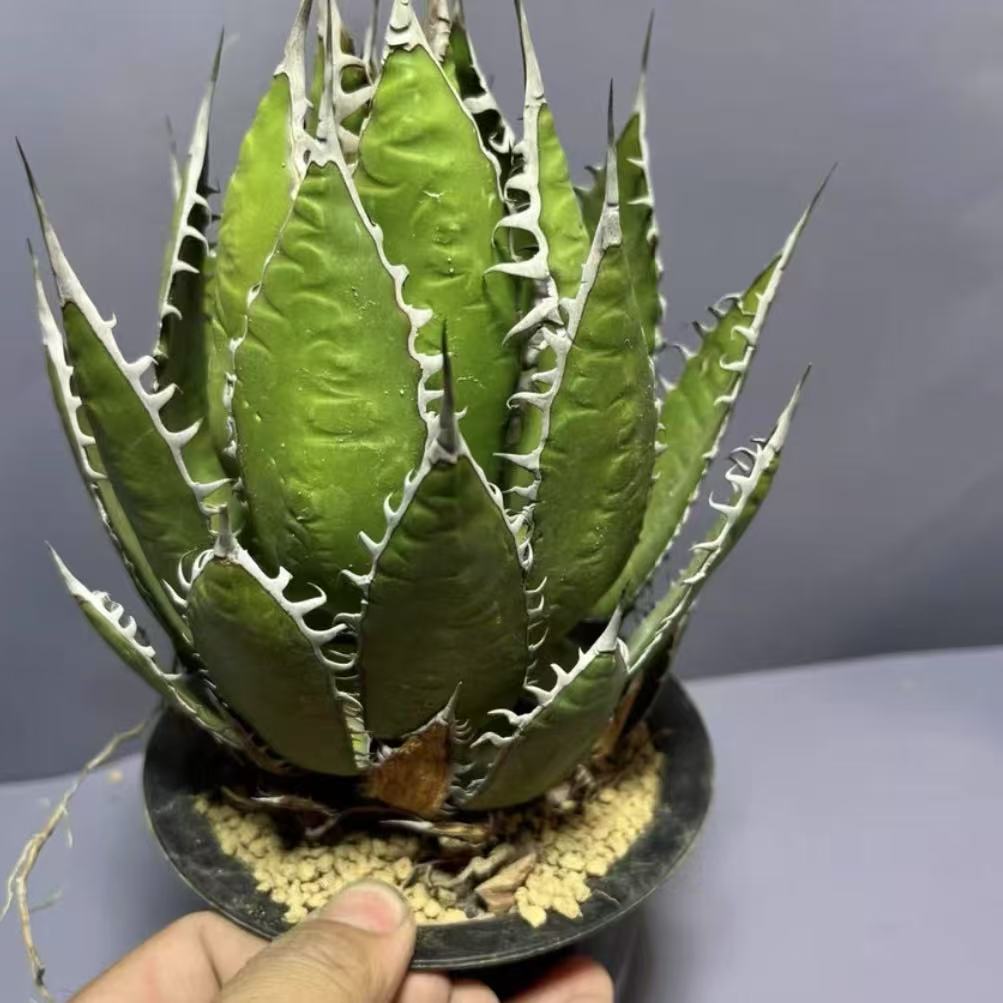 Agave horrida for sale - HappyForestStore