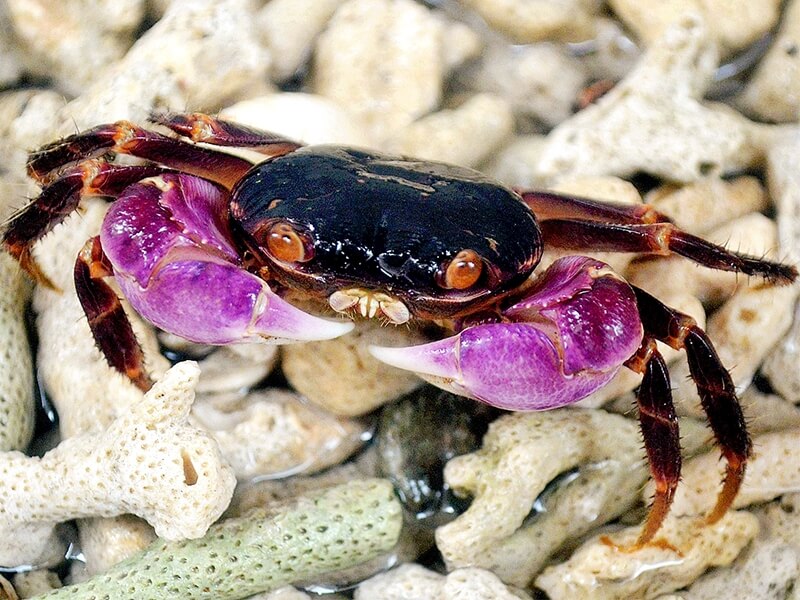 Little Nipper Crab (Geograpsus grayi) for Sale - HappyForestStore