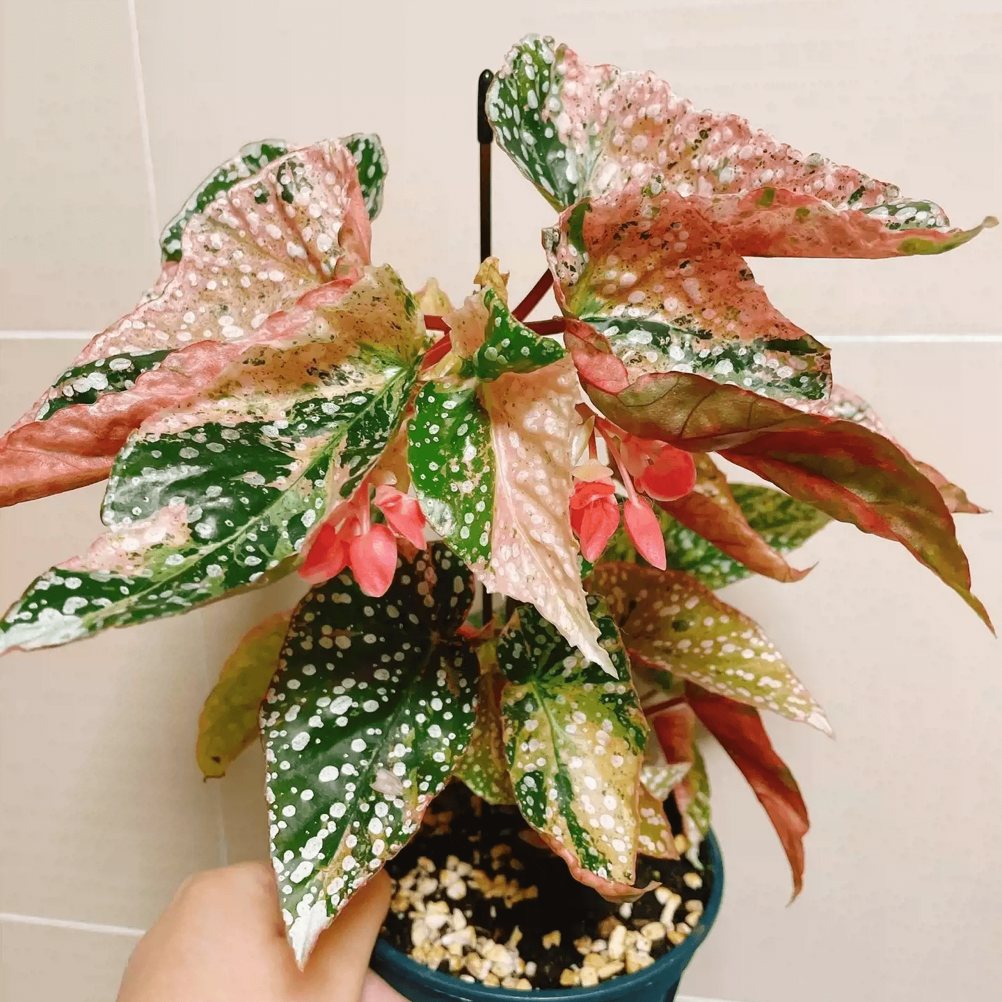 Begonia Snow Capped Variegated for Sale - HappyForestStore