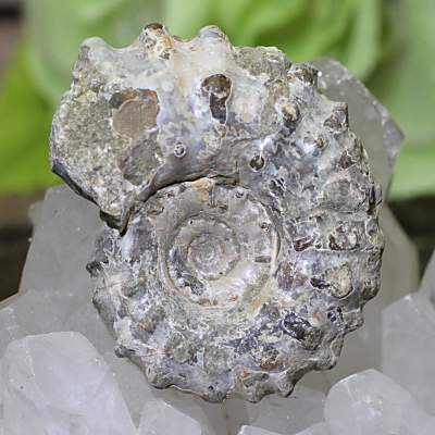 マダガスカル産 アンモナイト（ドゥビレイセラス）化石 約22g＜天然石