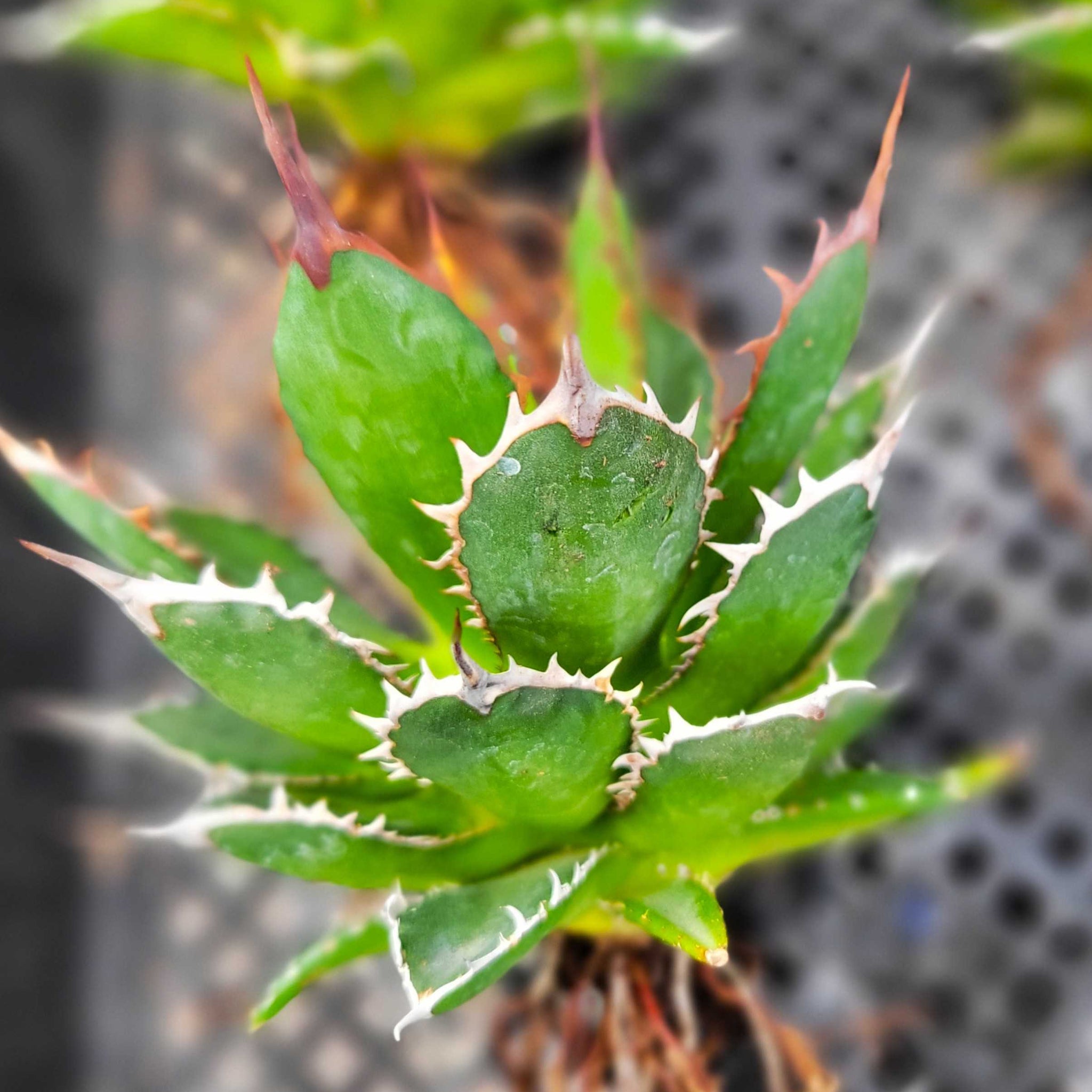 Agave horrida - Mexcalmetl Agave – Happy Valley Plants