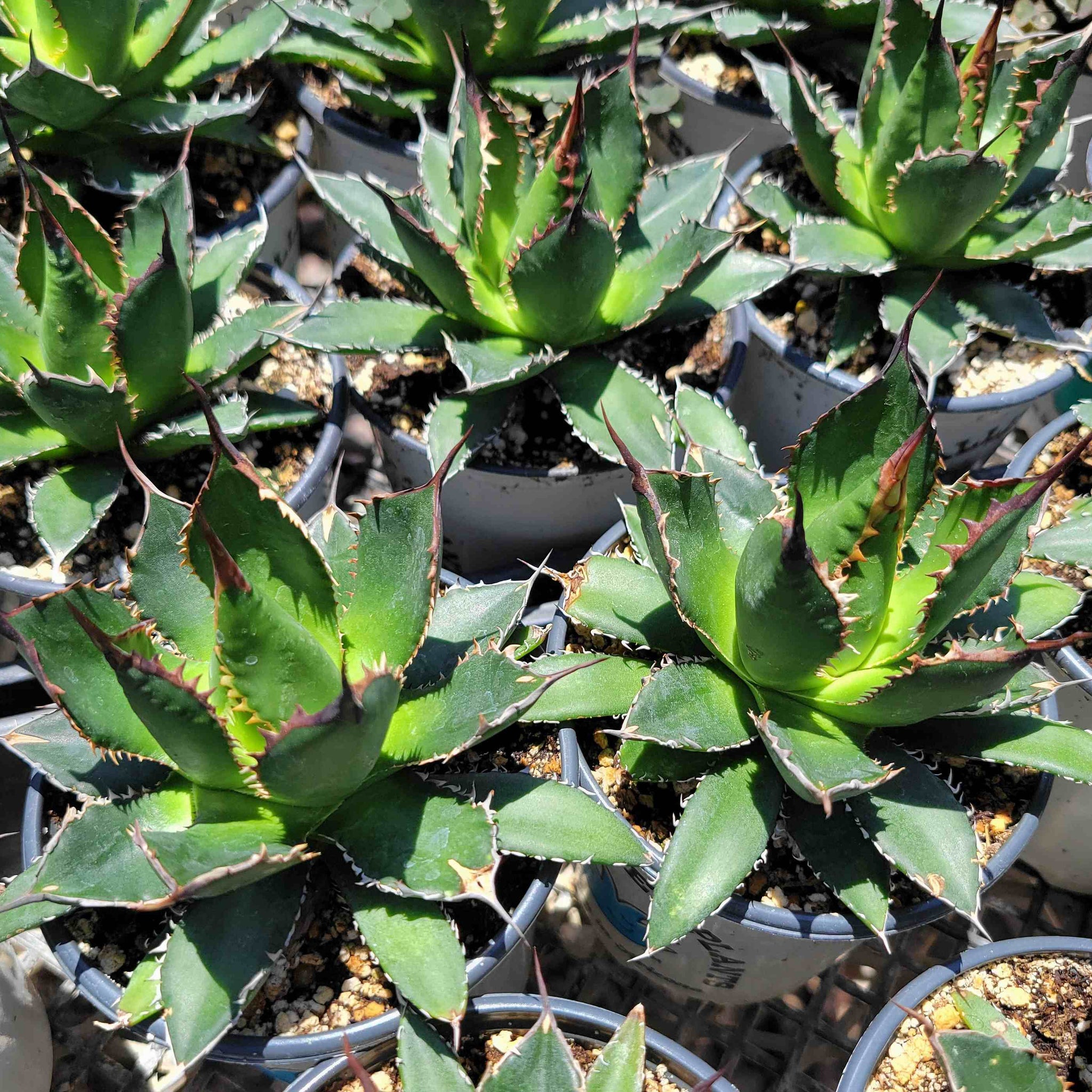 Agave horrida - Mexcalmetl Agave – Happy Valley Plants