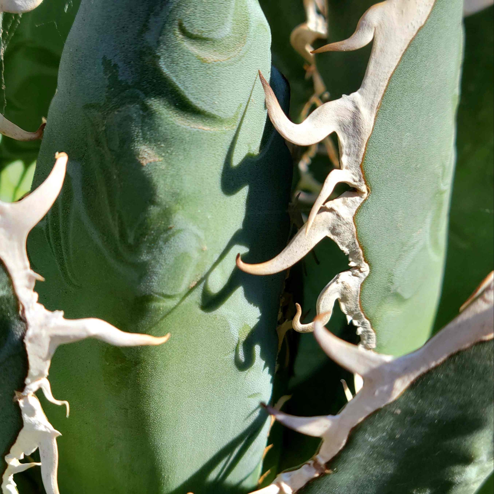 Agave oteroi 'Oaxaca' – Happy Valley Plants