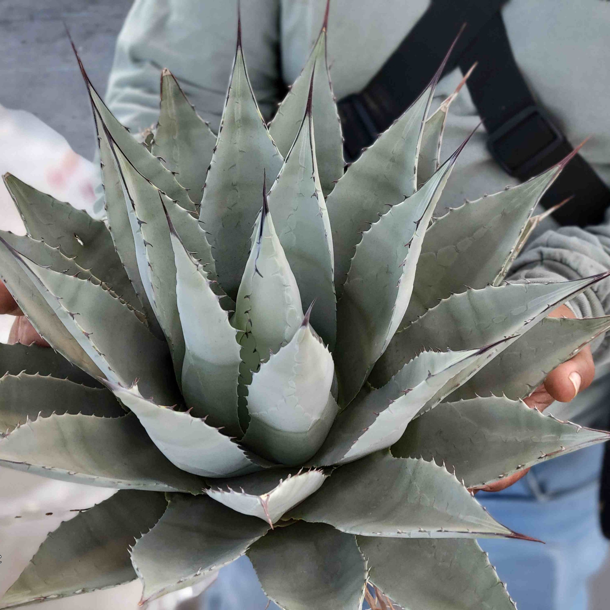 Agave parryi v. neomexicana - New Mexico Agave – Happy Valley Plants