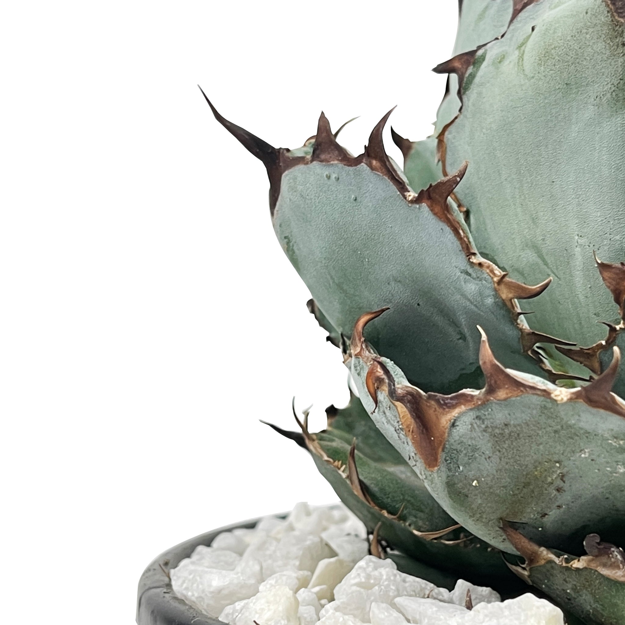Agave titanota 'Black and Blue' – Happy Valley Plants