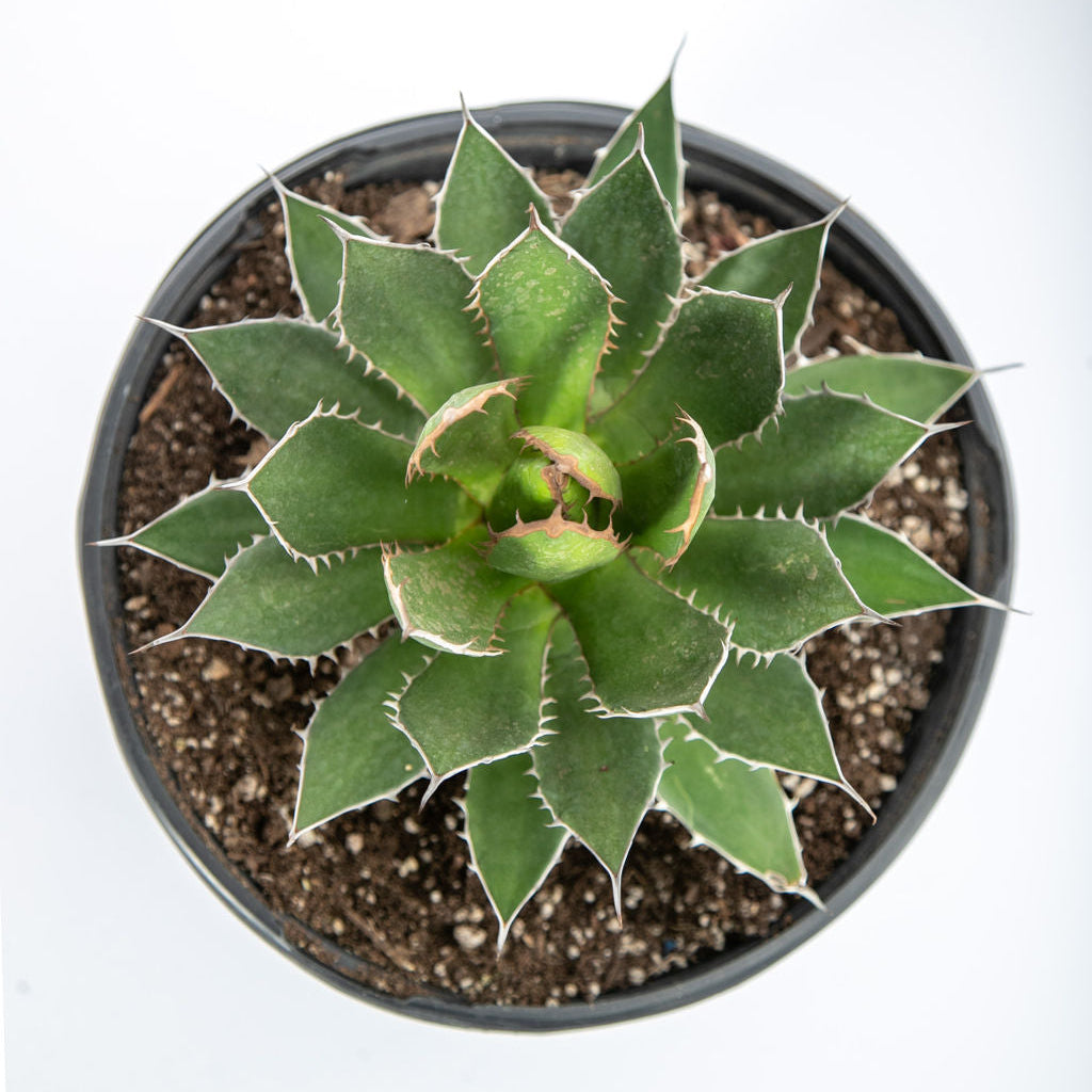 Agave horrida - Mexcalmetl Agave – Happy Valley Plants