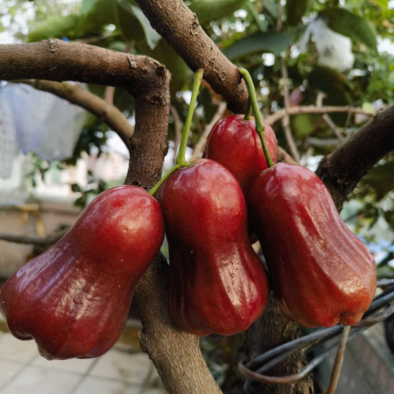 Black King Kong Wax Apple (黑金刚莲雾) - Exotic Tree Seller