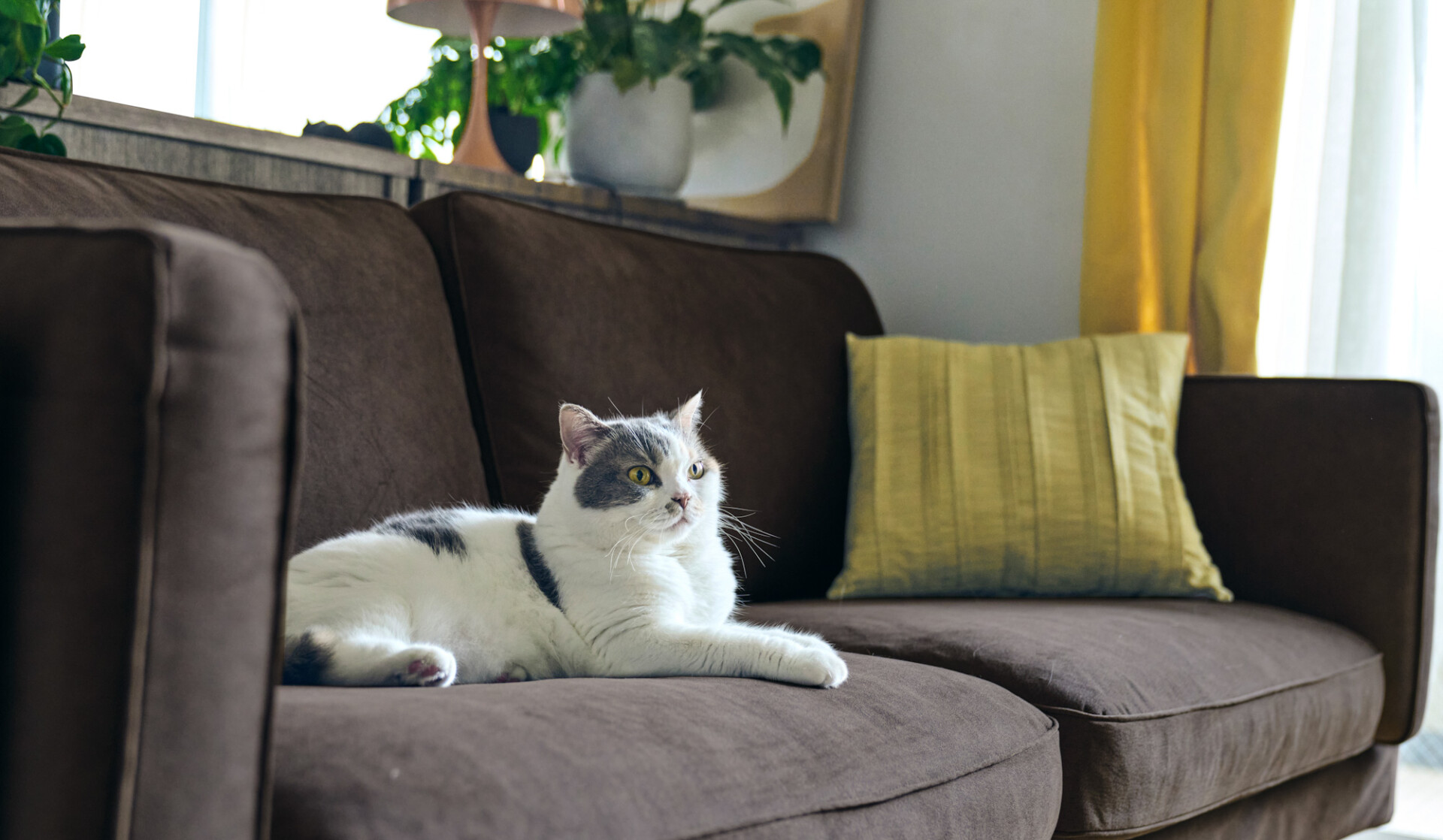 一緒に暮らすネコもイヌもストレスフリーに！」ACTUSのオリジナル