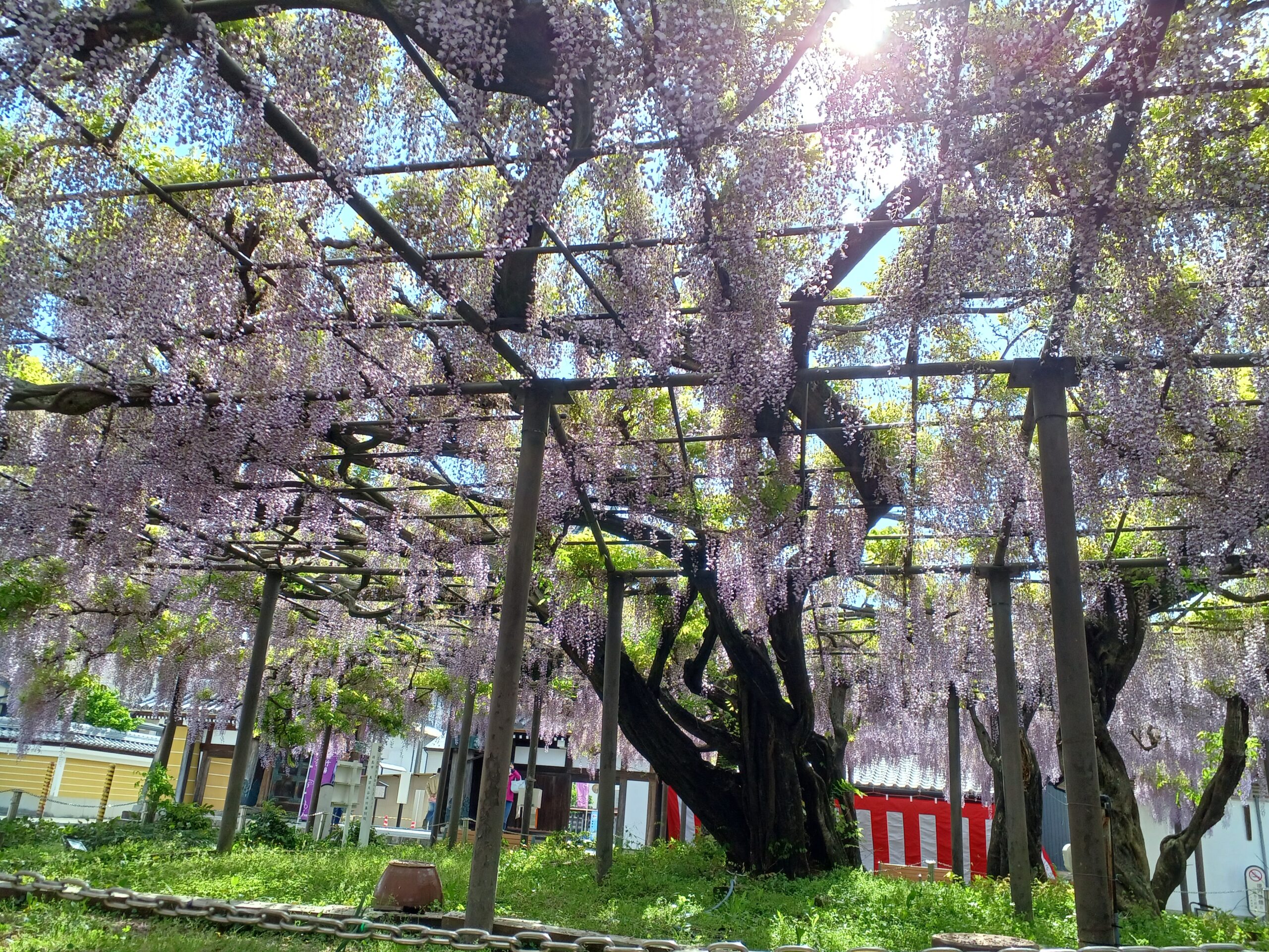 2025年 竹鼻別院のフジ【開花状況】 | 羽島市観光協会