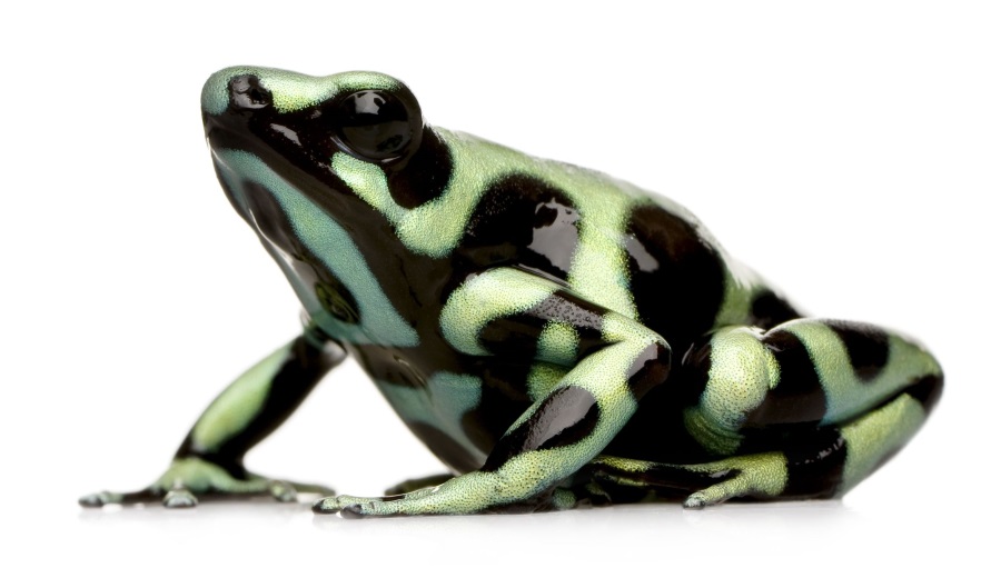 マダラヤドクガエル(Green and black poison frog)|爬虫類図鑑
