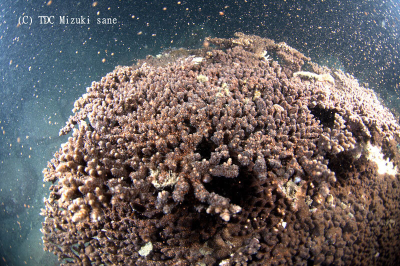 サンゴの産卵ツアー｜自然体験｜はた旅（公式 予約サイト）高知県