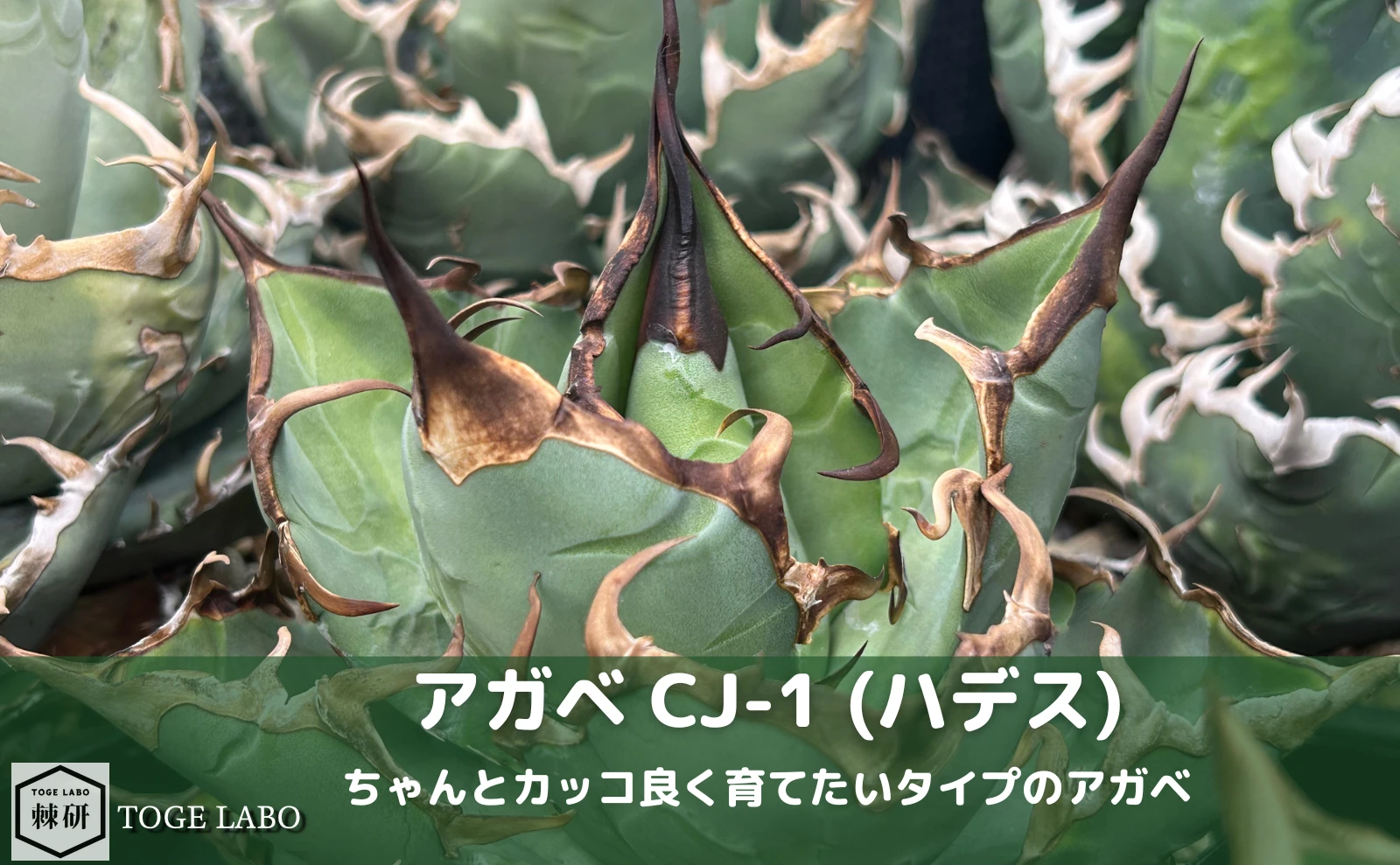アガベ CJ-1（ハデス）｜黒い鋸歯のカッコ良く育てたいタイプ | トゲラボ